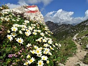 44 Bouquet di  Camedrio alpino (Dryas octopetala)  con vista in Cima Croce 